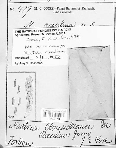 Nectria caulina image
